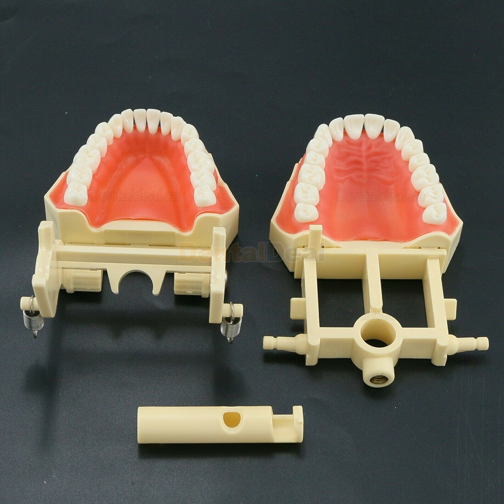 Dental Typodont Model M8014 32Pcs Teeth Fit Frasaco AG3